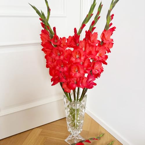 bulbi di gladioli giardino decorazione balcone riverdimento tetti letto elevato resistenti Bulbi perenni 10pcs
