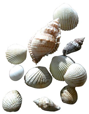 Sachet De 400g De Coquillages Assortis [Jouet]