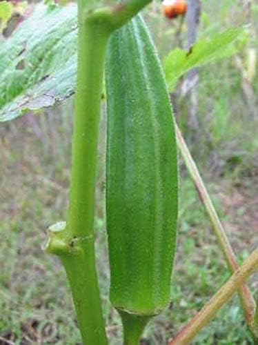 Miniatura 5 de Cajun Jewel Okra Seeds - Plantas enanas sin espinas de 3 a 4 pies - Grandes rendimientos y GoooooooD (25 - Semillas)