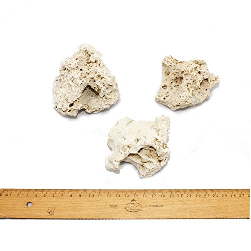 Exotenherz - Sansibar Rock Gr. S 7-10 cm 3er Set