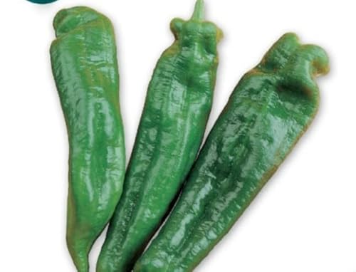 SEMILLAS PIMIENTO DULCE ITALIANO VERDECORA