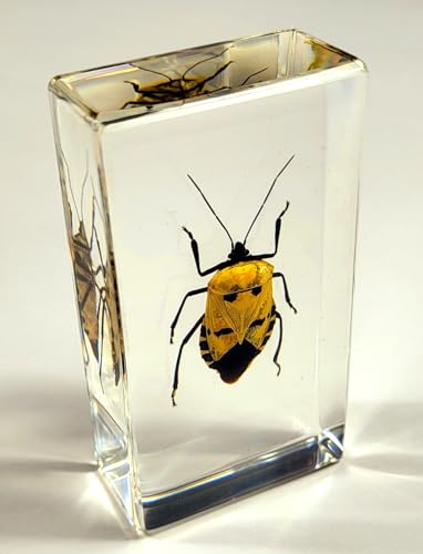 Image of 2.9 inch Real Man-Faced Stink Bug in Crystal Clear Lucite Resin Specimen Preserved Catacanthus Incarnatus Insect Bugs Taxidermy Collection for Biology Science Education & Desk Ornament Display Supplies