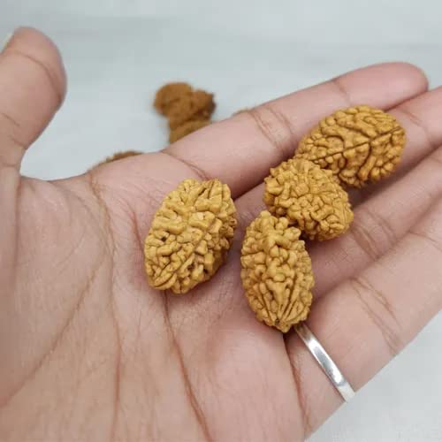 Image of Vado Certified 2 Mukhi Rudraksha with Authentic Lab Certificate Genuine oval shape Indian Natural Beads (2 Mukhi)