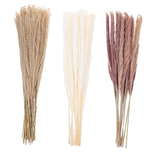Ciieeo 120 Peças Flores De Junco Secas Da Fazenda Grama Seca Para Vaso De Mesa Palheta Rabo De Coelh