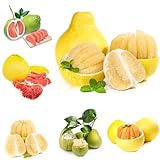 40 pcs Pomelo Frucht Samen, obstbäume, winterharte...