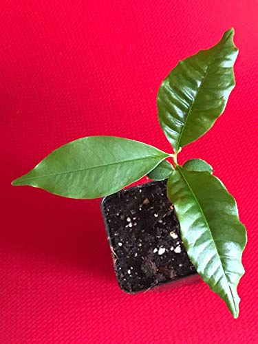 Green Caimito Star Apple Chrysophyllum Cainito Seedling Plant Potted Fruit Tree #TOP2