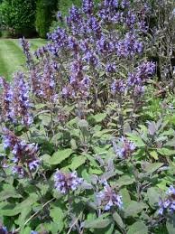 Go Green Sage Broad Leaves Salvia Offcianlis-50 Seeds (B00KT05PBA) Amazon Price History, Amazon Price Tracker