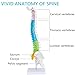 Mini Spine Anatomy Model - 15.5’’ Flexible Miniature Human Color Spine Model with All Nerves for Medical Learning - Vertebra Spine Model for Instruction Teaching, Study and Display
