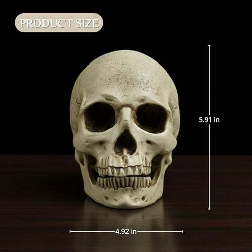 Estatua de Calavera Humana de Resina Realista 7.09 in miniatura 5