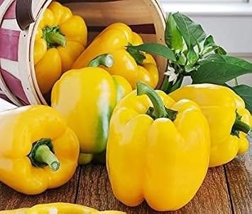 Generic Sunbright Sweet Pepper Seeds - 25 Seeds, yellow