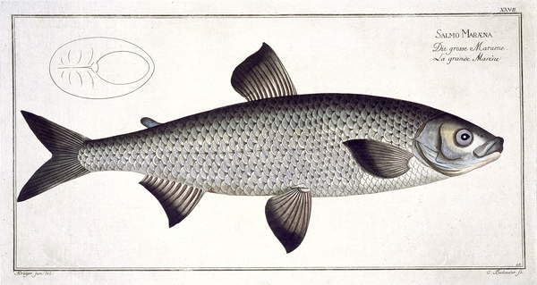 Toile murale abstraite saumon xxvii ichthyologie Ludwig Kruger 60x90cm