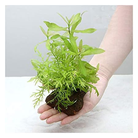 Amazon 水草 ウォータースプライト 水上葉 穴あき溶岩石付 無農薬 1個 北海道航空便要保温 Charm チャーム 生体水草 通販 Amazon 水草 ウォータースプライト 水上葉 穴あき溶岩石付 無農薬 1個 北海道航空便要保温 Charm チャーム 生体水草 通販