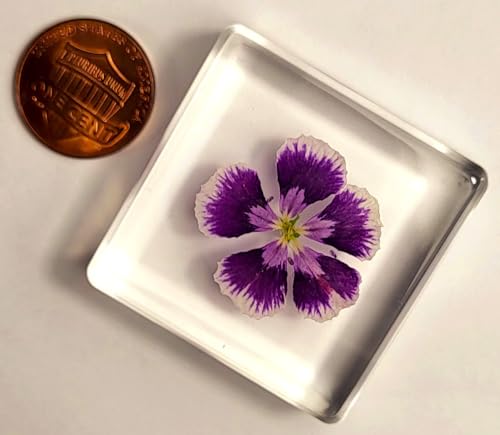 Image of 38mm Real Purple Geranium Flower in Crystal Clear Lucite Resin Specimen Botanist Herb Herbarium Crafts Collection for Botany Science Education & Desk Ornament Display Small Paperweight