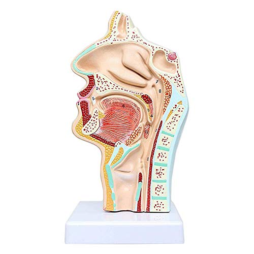 Modelo anatomía, Modelo Esqueleto l Modelo cavidad faríngea - Modelo órgano Humano l Modelo cavidad faríngea para Estudio Aula Ciencias