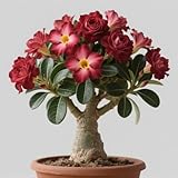 Nombre del producto: Raíz rosa del desierto planta (rosa de jerico) Maceta no incluida