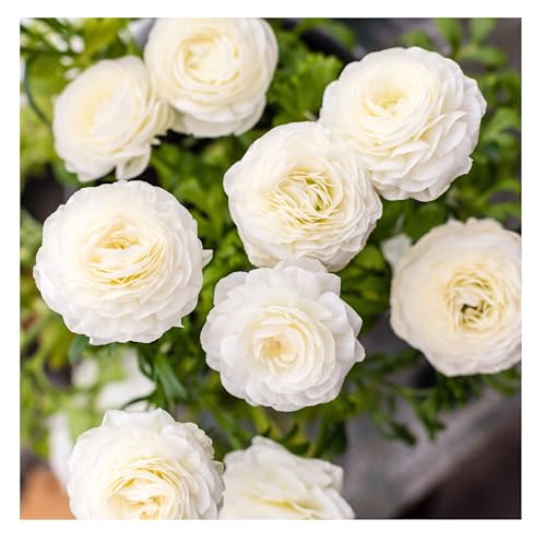 10 x Ranunculus Asiaticus White Spring Summer Flowering Bulbs Persian Buttercup Aviv Cut Flowers Borders Containers Hardy Garden Perennial Ready to Plant Corms Size 7/8