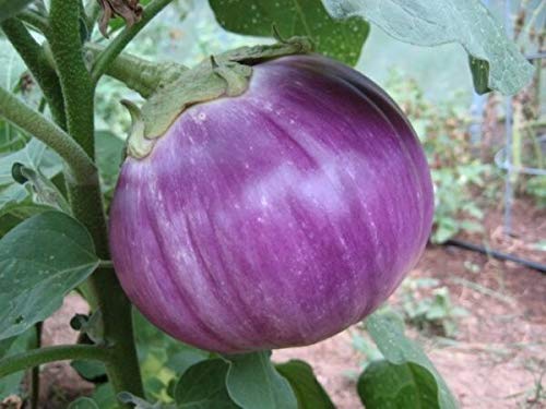 60+ Seeds Hand Selected Rosa Bianca Italian Eggplant Premium