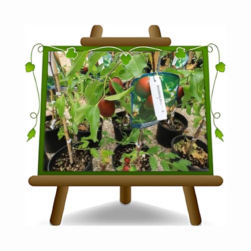 EURO PLANTS VIVAI Jujubier Pommier Lì (Jujube) plante fruitière ancienne en pot 24 cm Hauteur 130-160 cm - Âge 4 ans