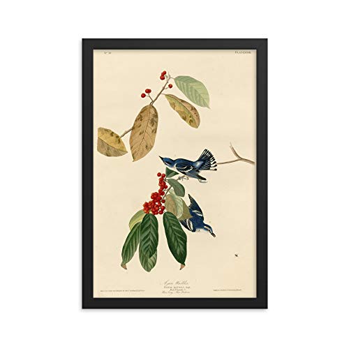 Affiche Cerulean Warbler Audubon oiseau vintage encadrée bleu 30x40cm