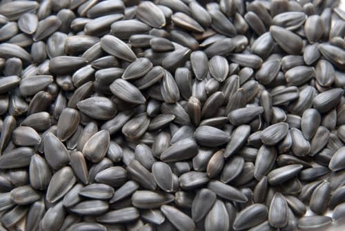 20 kg de graines de tournesol noires nourriture pour oiseaux