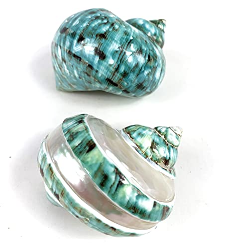 Image of Heyiwell 2PC Jade Green Turbo & Jade Green Turbo Banded Shell,Hermit Crab Shell,Turbo Shells Hermit Crab Supplies for Decor 2.5 inch~ 3.5 inch Inch