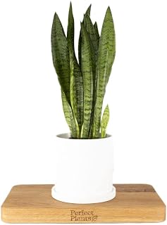 Snake Plant Sansevieria Zeylanica 60-70cm Tall in a 17cm Pot