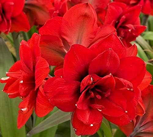 Pretty Double Red Flowers, Double Red PeacockAmaryllis, Jumbo Sized Bulb