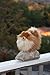Aurora® Realistic Miyoni® Pomeranian Stuffed Animal - Lifelike Detail - Cherished Companionship - Brown 9 Inches