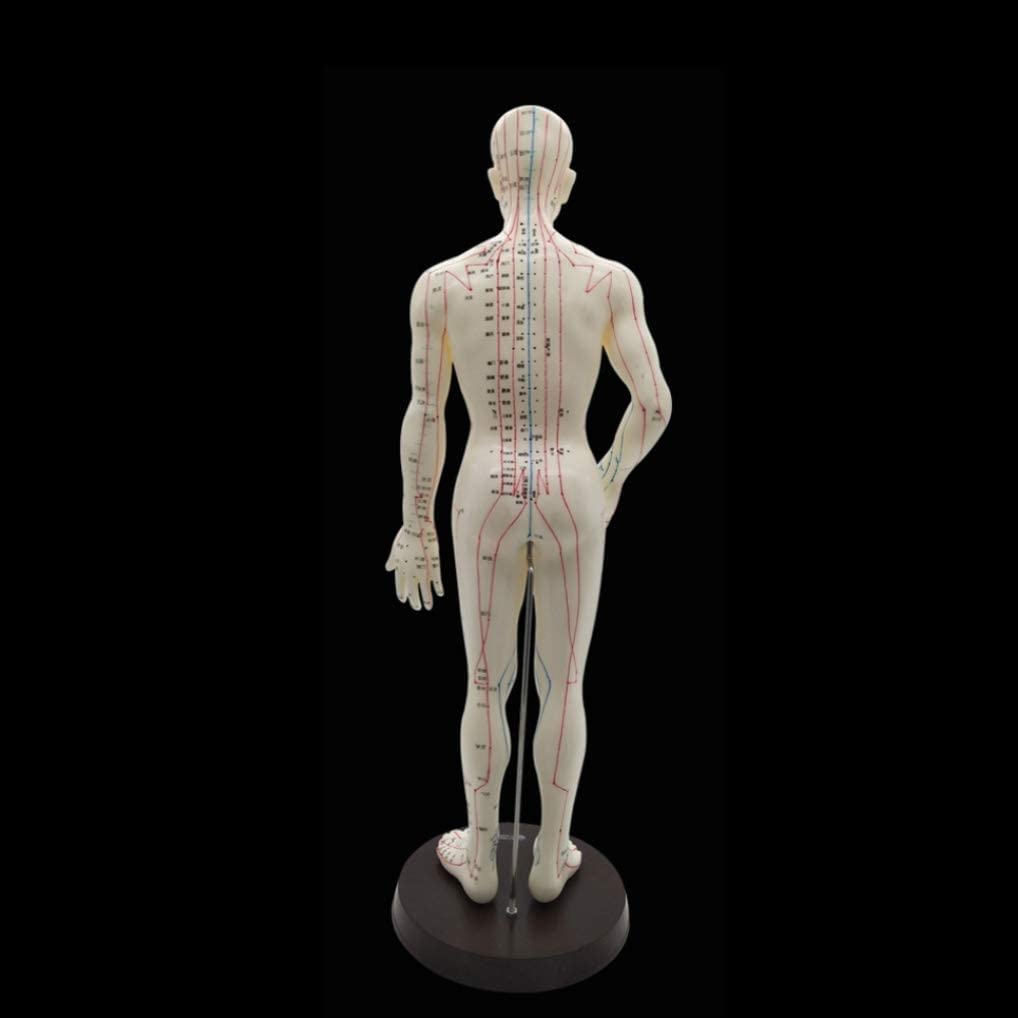 ACS Meridian Model Human Body Acupuncture Body Massager Point Statue Male Size - 50 CM, Multicolour ACS Meridian Model Human Body Acupuncture Body Massager Point Statue Male Size - 50 CM, Multicolour