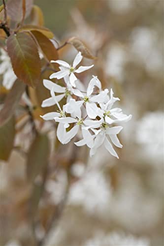 Amelanchier 'Ballerina' 60-100 cm – Winterhart, Mehrjährig, Pflegeleicht – Felsenbirne – Heckenpflanze für Garten & Sichtschutz