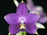 Mounted Orchid: Phalaenopsis Violacea Coerulea 'Indigo', Rare Blue Flower, Wood Mount