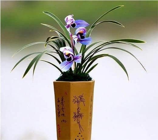 CYMUS Live Cymbidium ensifolium - Orquídeas perfectas para alféizares de ventanas o interiores, se envían sin flores, luna morada