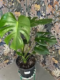 Live Monstera Deliciosa Plant Green Split Leaves 14cm BO_12 | Indoor Tropical Plant, Air Purifying, Low Maintenance, Home & Office Decor, Pack of 1-picture-31