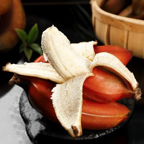 semi resistenti di banana - appartamento vecchie varietà in vaso 30pcs