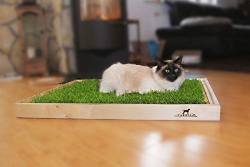 Katzengras CARNILO – Frisches, hochwertiges Gras für Katzen