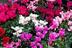 New 100pcs Cyclamen Flower Seeds Mixed Generic