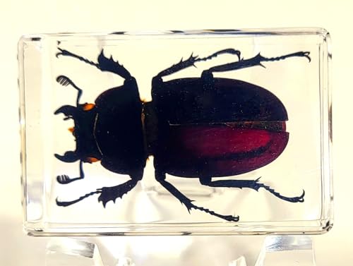 Image of 44mm Real Cottonwood Stag Beetle in Crystal Clear Lucite Resin Specimen Preserved Insect Bugs Taxidermy Crafts Collection for Biology Science Education & Desk Ornament Display Supplies