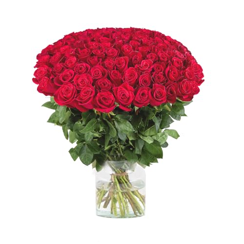 100 Rosen - Premium-Rosen Red Naomi (60cm) - echter Rosenstrauß mit 7-Tage-Frische-Garantie, handgebunden von Floristen, Blumenstrauß mit roten Rosen versenden, Blumenversand 100 Rosen - Premium-Rosen Red Naomi (60cm) - echter Rosenstrauß mit 7-Tage-Frische-Garantie, handgebunden von Floristen, Blumenstrauß mit roten Rosen versenden, Blumenversand