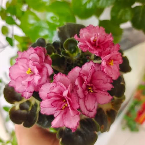 semi di violetta africana, balcone perenni resistenti vecchie varietà 250pcs