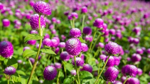 Image of Gomphrena Flower Seeds (Globe Amaranth) - Vibrant, Long-Lasting Blooms, Easy to Grow Annual Garden Seeds (Pack of 50+ Seed)