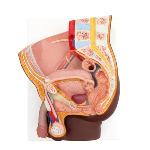 3B Scientific Männliches Becken Modell, 2-teilig, dunkle Hautfarbe - 3B Smart Anatomy