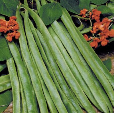 Buy4seeds Vegetable Runner Bean Lady Di Stringless - 15 Seeds