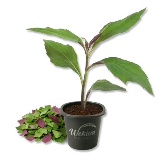 Grow Okinawa Spinach Plants at Home