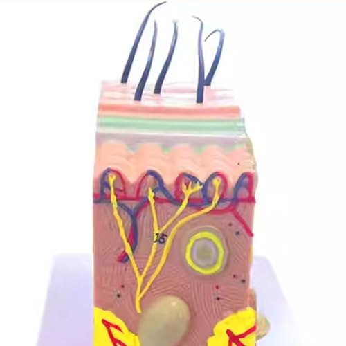 Structure tissulaire de peau modèle 3D anatomique pour l'apprentissage