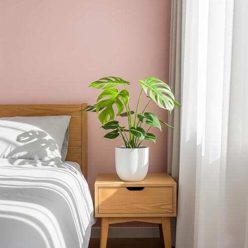 Image of Live Monstera Deliciosa Plant ||Large Swiss Cheese Plant||Indoor Tropical House Plant With pot||Decorative House plant&Air purifying plant||(Pack of-1) A 16