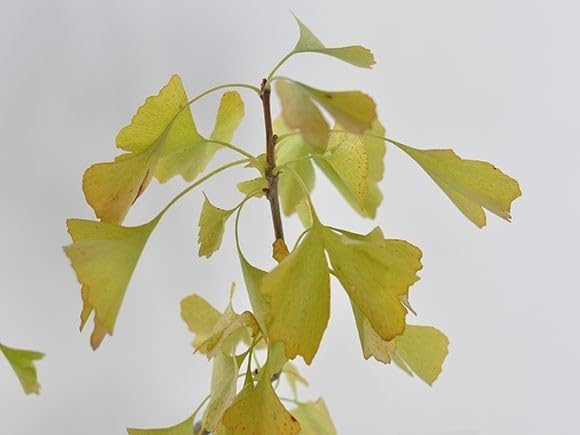 盆栽 ミニ盆栽 bonsai ボンサイ ぼんさい 小品 【広口】 誕生日 引越し祝昇進退職贈り物プレゼント