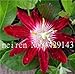 Produktbild Bloom Green Co. 100 Stk/Packung Passionsblume flores Rebe Frucht Passi Bonsai Pflanze plantas DIY Hausgarten Seltene Bio tropische essbare Früchte: 21