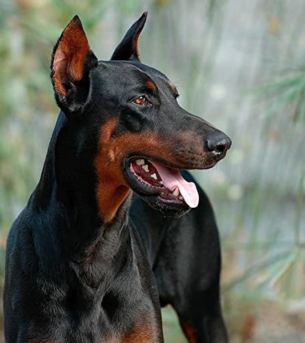 Peinture au diamant Dobermann kit de point de croix créatif idée cadeau idéale loisirs créatifs