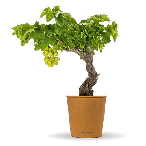 Bloomify grüne Weinreben Pflanze Wilma | 60-70 cm hohe winterharte Weintrauben Pflanze | pflegeleichte Tafeltraube für Garten oder Kübel | besonders süße und leckere Früchte