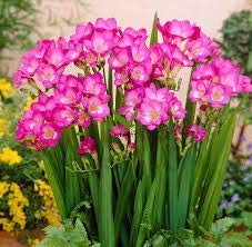 FERNSFLY® IMP. Double Freesia | Freesias Excellent Quality Double Flower Bulbs for Aromatic Flowers Home indoor Outdoor Gardening Plants Flowering Bulbs (Pack Of 2, The Double Pink Double Freesia) (B08PVMVK5W) Amazon Price History, Amazon Price Tracker